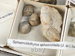 Invertebrate 70 Fossil Bulk Lot Various Localities Wholesale Labeled