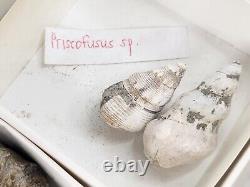 Invertebrate 70 Fossil Bulk Lot Various Localities Wholesale Labeled