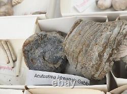 Invertebrate 70 Fossil Bulk Lot Various Localities Wholesale Labeled