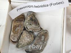 Invertebrate 70 Fossil Bulk Lot Various Localities Wholesale Labeled