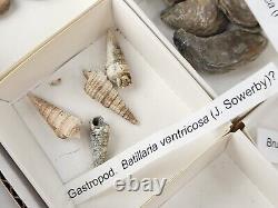 Invertebrate 70 Fossil Bulk Lot Various Localities Wholesale Labeled