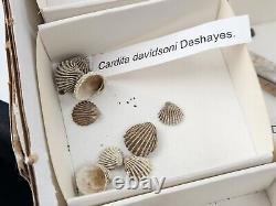 Invertebrate 70 Fossil Bulk Lot Various Localities Wholesale Labeled