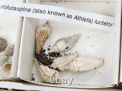 Invertebrate 70 Fossil Bulk Lot Various Localities Wholesale Labeled