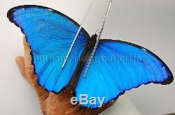 LOT 36 MORPHO GODARTII UNMOUNTED A1 BUTTERFLIES BLUE MORPHO DIDIUS 36sp