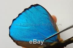 LOT 36 MORPHO GODARTII UNMOUNTED A1 BUTTERFLIES BLUE MORPHO DIDIUS 36sp