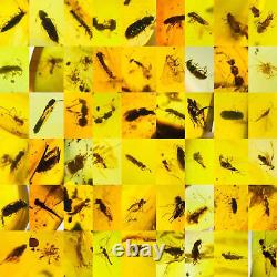 Lot of 100 Pieces of Burmese with Fossil Insects High Quality Wholesale lot