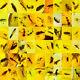 Lot Of 100 Pieces Of Burmese With Fossil Insects High Quality Wholesale Lot
