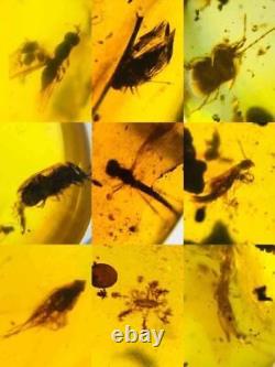 Lot of 100 Pieces of Burmese with Fossil Insects High Quality Wholesale lot