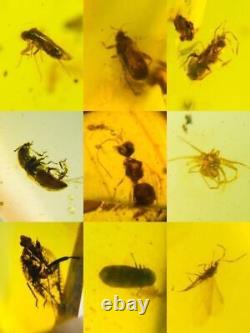 Lot of 100 Pieces of Burmese with Fossil Insects High Quality Wholesale lot