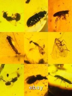 Lot of 100 Pieces of Burmese with Fossil Insects High Quality Wholesale lot