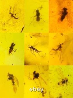 Lot of 100 Pieces of Burmese with Fossil Insects High Quality Wholesale lot