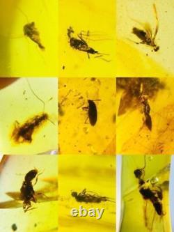 Lot of 100 Pieces of Burmese with Fossil Insects High Quality Wholesale lot