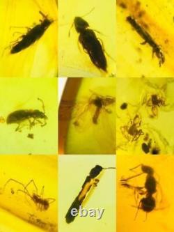 Lot of 100 Pieces of Burmese with Fossil Insects High Quality Wholesale lot