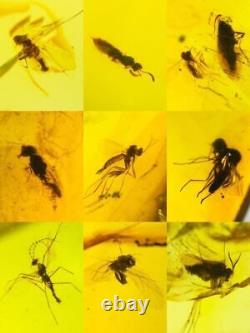 Lot of 100 Pieces of Burmese with Fossil Insects High Quality Wholesale lot