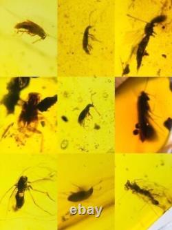 Lot of 100 Pieces of Burmese with Fossil Insects High Quality Wholesale lot