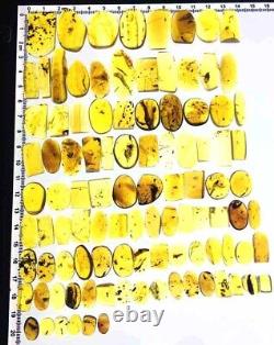 Lot of 100 Pieces of Burmese with Fossil Insects High Quality Wholesale lot