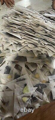 Mixed Lot of 100 REAL Butterflies TROPICAL! SHIPS FROM USA! Bulk, WHOLESALE