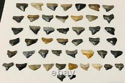 RARE WHOLESALE PKG OF 48 JUVENILE-Megs, Angies, Aurics & Chubs Shark Tooth Fossils