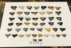 RARE WHOLESALE PKG OF 48 JUVENILE-Megs, Angies, Aurics & Chubs Shark Tooth Fossils