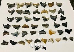 RARE WHOLESALE PKG OF 48 JUVENILE-Megs, Angies, Aurics & Chubs Shark Tooth Fossils