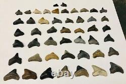 RARE WHOLESALE PKG OF 48 JUVENILE-Megs, Angies, Aurics & Chubs Shark Tooth Fossils