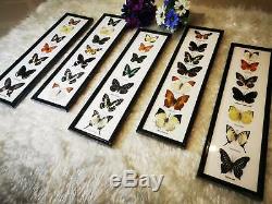 Real Mix Set BUTTERFLY Taxidermy Insect Display Frame Wall Mount Home Decor