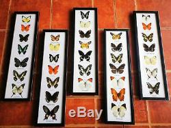 Real Mix Set BUTTERFLY Taxidermy Insect Display Frame Wall Mount Home Decor