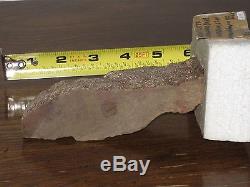 STEGOSAURUS Dinosaur Armor Plated Bone Uinta Basin Utah, NTL Monument Fossil LOT
