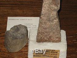 STEGOSAURUS Dinosaur Armor Plated Bone Uinta Basin Utah, NTL Monument Fossil LOT