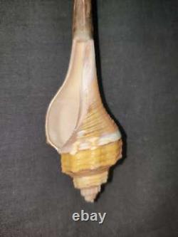 Scoop Spoon Sea Shell Mother Of Pearl Souvenir Hand Carved Collectible Rare Gift
