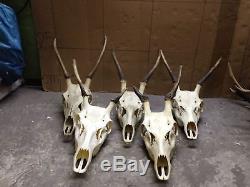 Set of 5 quality deer complete skull antlers taxidermy collectible anatomy decor