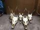 Set Of 5 Quality Deer Complete Skull Antlers Taxidermy Collectible Anatomy Decor