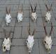 Set Of 7 Quality Roe Deer Complete Skulls Antlers Taxidermy Collectible Anatomy
