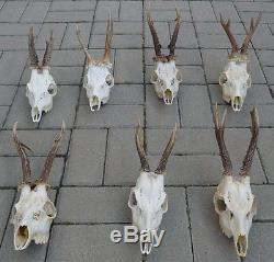 Set of 7 quality roe deer complete skulls antlers taxidermy collectible anatomy