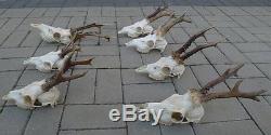 Set of 7 quality roe deer complete skulls antlers taxidermy collectible anatomy