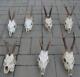 Set Of 7 Quality Roe Deer Complete Skulls Antlers Taxidermy Roe Deer Skull Arts