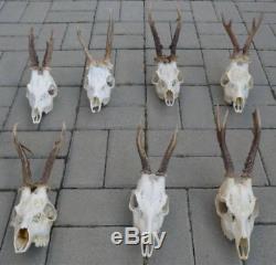 Set of 7 quality roe deer complete skulls antlers taxidermy roe deer skull arts