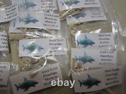 Sharks Teeth with Label Morocco, North Africa Fossil Wholesale 100 Bags