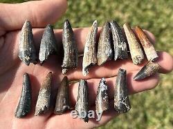 Suchomimus Dinosaur Teeth Wholesale Lot of 15 Fossils from Niger Spinosaurid