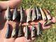 Suchomimus Dinosaur Teeth Wholesale Lot Of 15 Fossils From Niger Spinosaurid