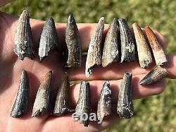Suchomimus Dinosaur Teeth Wholesale Lot of 15 Fossils from Niger Spinosaurid