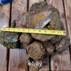 Uncut Oregon Lucky Strike Thundereggs Rough! Lapidary Wholesale