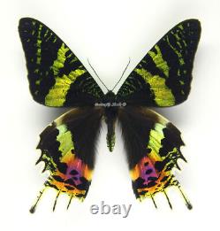 Unmounted Butterfly/Uraniidae Chrysiridia rhipheus, wholesale, 50pcs