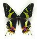 Unmounted Butterfly/uraniidae Chrysiridia Rhipheus, Wholesale, 50pcs