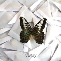 WHOLESALE 50 PCS unmounted real butterfly nymphalidae parthenos sylvia