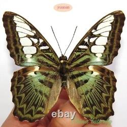 WHOLESALE 50 PCS unmounted real butterfly nymphalidae parthenos sylvia