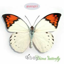 Wholesale 50 pcs unmounted folded butterfly pieridae Hebomoia glaucippe CHINA