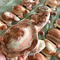 Wholesale 5pcs Natural Meat Pork Stone hand Carving Turtle specimen