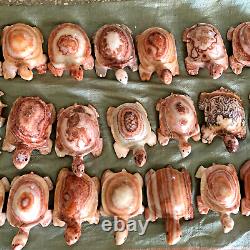 Wholesale 5pcs Natural Meat Pork Stone hand Carving Turtle specimen