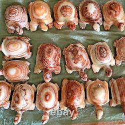 Wholesale 5pcs Natural Meat Pork Stone hand Carving Turtle specimen